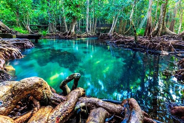plan-for-nature-mangroves