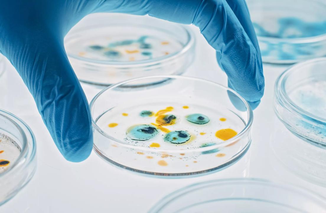 Scientist Works with Petri Dishes with Various Bacteria, Tissue and Blood Samples. Concept of Pharmaceutical Research for Antibiotics, Curing Disease with DNA Enhancing Drugs. Moving Close-up