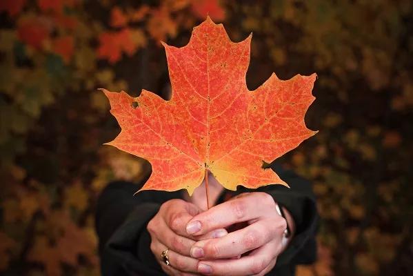 Maple leaf Canada