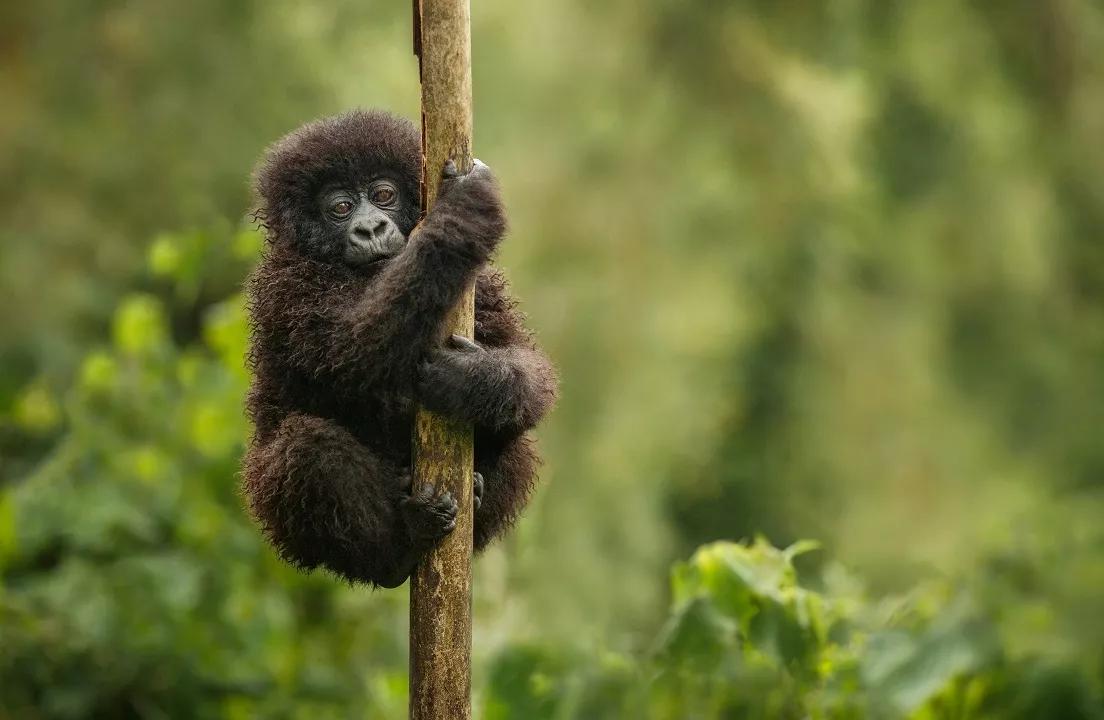 biodiversity gorilla