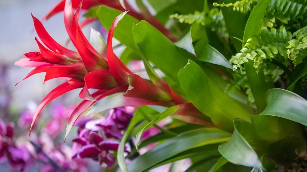 Bromeliads on display as part of the Orchid festival. (c) RBG Kew.-cropped
